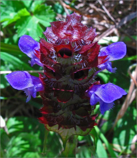 sm 898 Selfheal.jpg - Selfheal (Prunella vulgaris var. lanceolata): A native mint relative which likes moist areas.